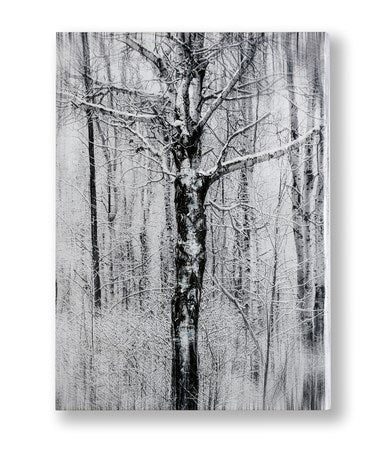 Blk whit tree wall art